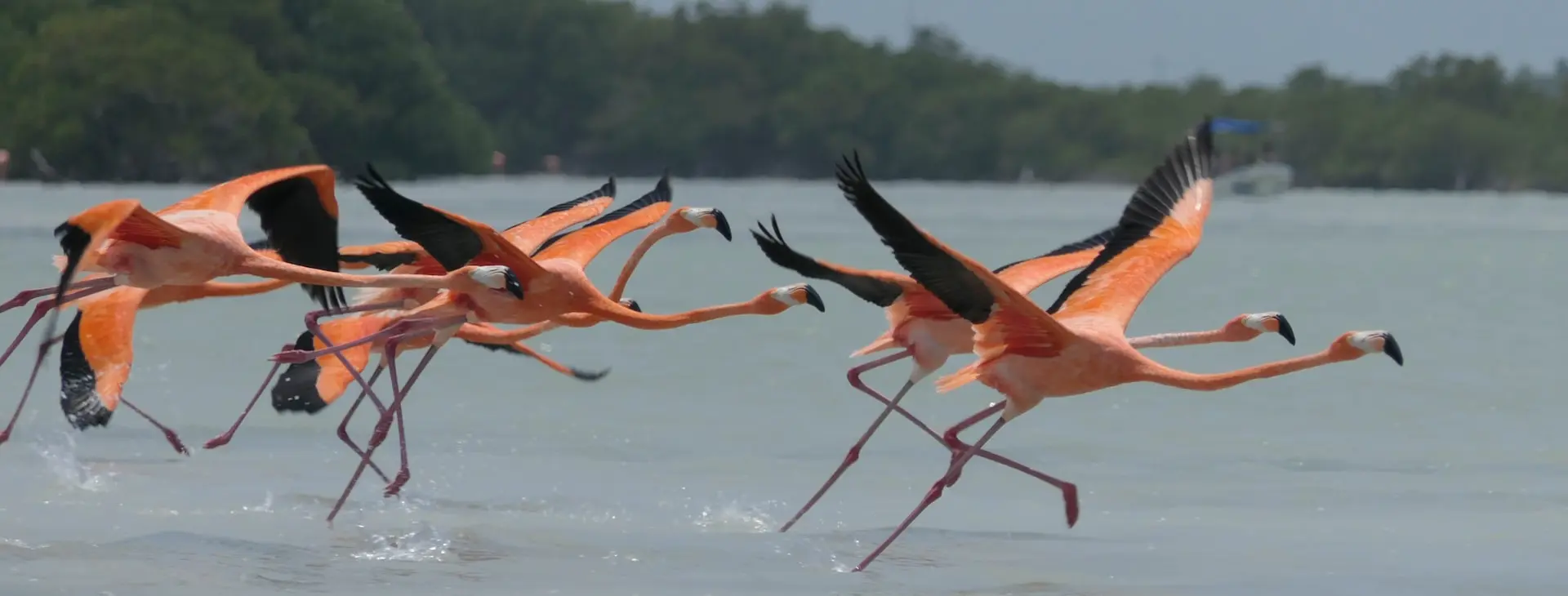 flock of flamingos on water during daytime